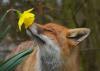 Animalsandflowers-1.jpg