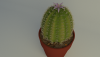кактус3.png
