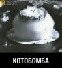 котобомба.jpg