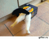 4.gif