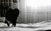 kochachya-animaciya-kotoraya-delaet-vse-ostalnye-4.gif
