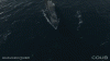 AV.gif