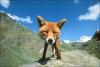 fox-97.jpg