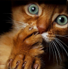 2f89ebb1906d12dd9f8b432c9c404f5c.png