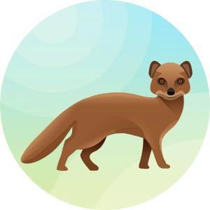 mongoose.jpg.75d2c967403d5bda8f16eaa9df8e72f7.jpg
