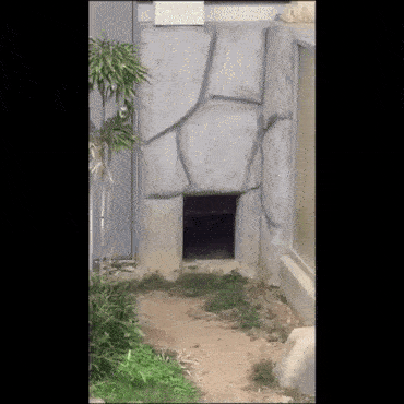 1500879088144313290.gif.cd6287685d29d785fbf8d8cc4989af58.gif