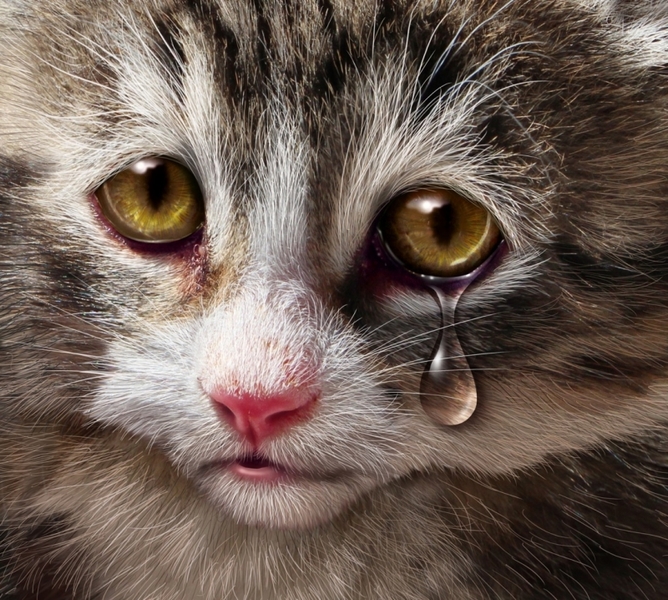 cat-tear_800_718_c1.jpg