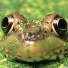 FROGe
