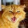 Red_Kitty