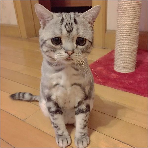 saddest-cat-007.thumb.jpg.89cc69327062d6251816a55ca13f6715.jpg