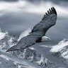 SoaringHawk