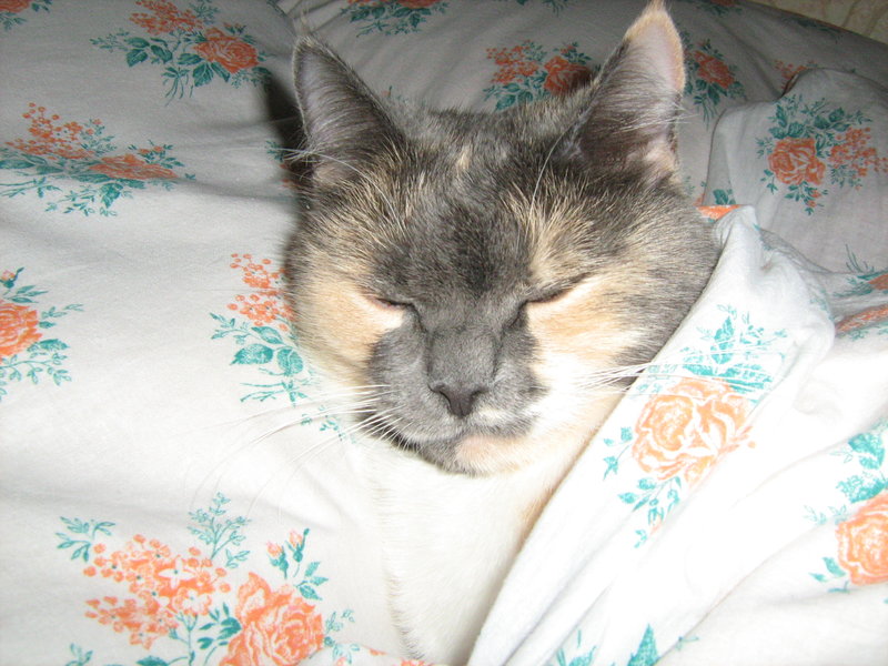 IMG_2344.thumb.jpg.64c816bf97c4055db0e86dbcf0c07157.jpg