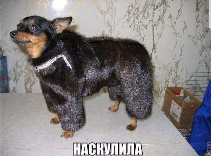 5ac4b4d1b6958_.thumb.jpg.b93312ebe34f5630d5e09cd774fdc77e.jpg