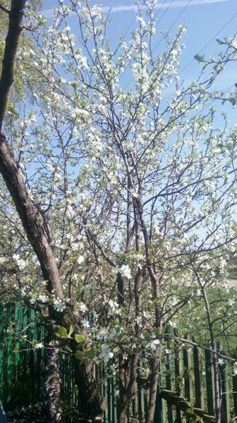 IMG-20180504-WA0010.jpg