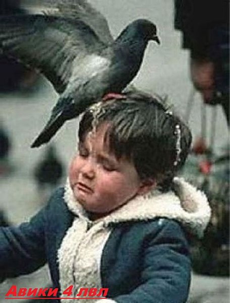1369010047_when_birds_attack_32.thumb.jpg.ed1f889aeb8b92f6e71d464004e5fc80.jpg