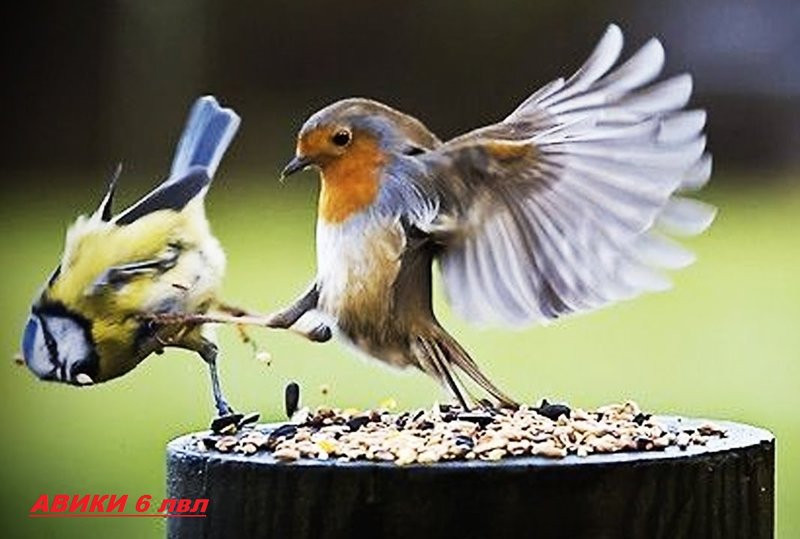 funny-birds-birds-are-awesome.thumb.jpg.d8d5acc23ef5d45f28a28e127b03349c.jpg