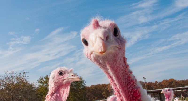 turkey-be-like-whaaaat-via-shutterstock-800x430.jpg.a4908bb95cde17e254cc825755dc754c.jpg