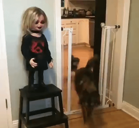 804674336_.gif.7b08684babffdd644ebba42c14a8230f.gif