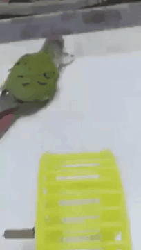 376484500_-.gif.779c86d9d843abf1effa02fbc2f153a4.gif