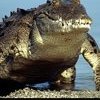 Crocodile178