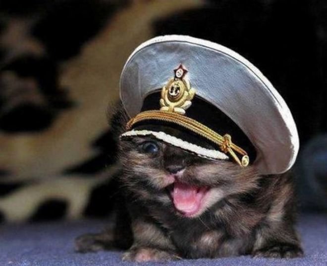 dressed_cute_kittens_08.jpg.1d4b53858706247eb42b81b133a2356a.jpg