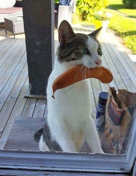 Дверь открой! Кормилец пришёл!.jpg