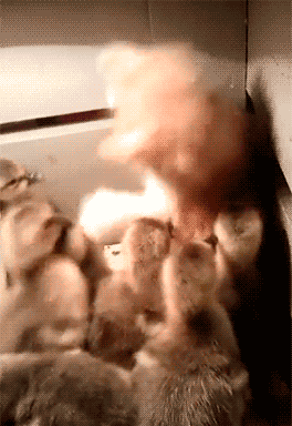 img56274363d2fa8.gif.b6c08043ea1c29f5abe8a096336917a7.gif
