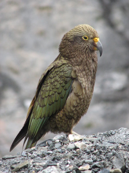 Kea.thumb.jpg.8233db7071f3112729fefaecb42bacde.jpg