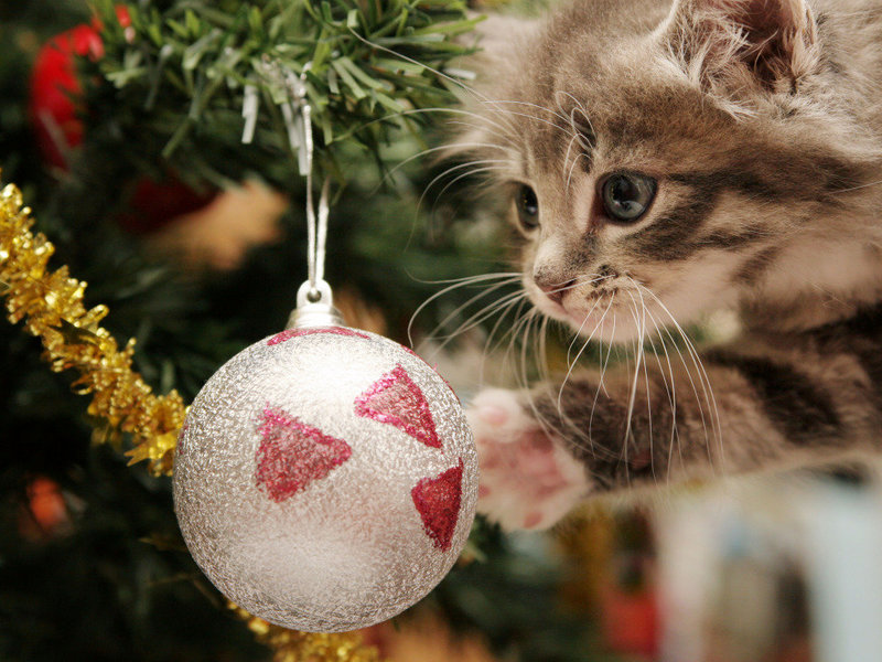 happy-kitten-igrivyy-kotenok.thumb.jpg.543cda74cc304304ee931878bf97e14a.jpg