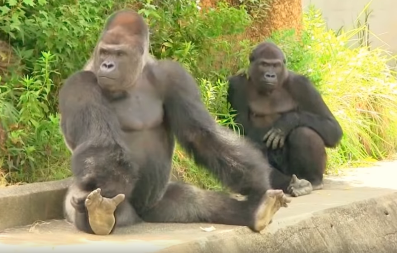 Opera Снимок_2020-01-06_020251_www.youtube.com.png