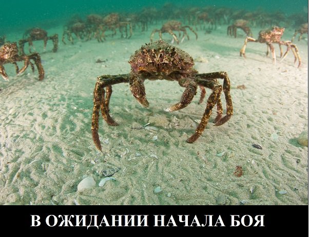 CRAB_2.jpg.a63f00aa752dca88f575d47edf36e961.jpg