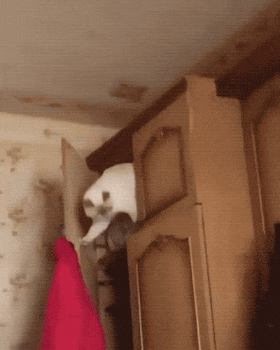 1564547067_0117.gif.63056561fa9f9e38d70c34788fb34e4f.gif