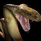 xCOBRA_43x