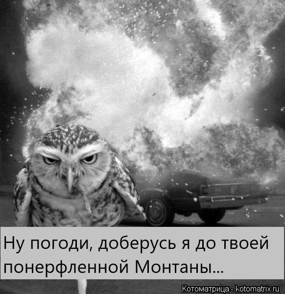 kotomatritsa_83.jpg.290d04d0c14507843ea63f40ff5e8bb2.jpg