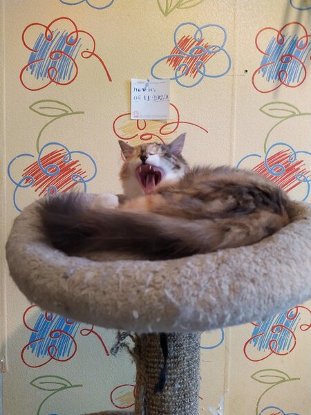 IMG_20201104_153210.thumb.jpg.3d58b60f401e5b495dc5398245333dd0.jpg