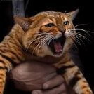 Tigor_8