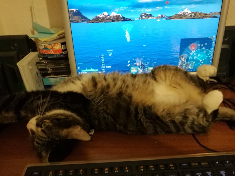 кошка.jpg