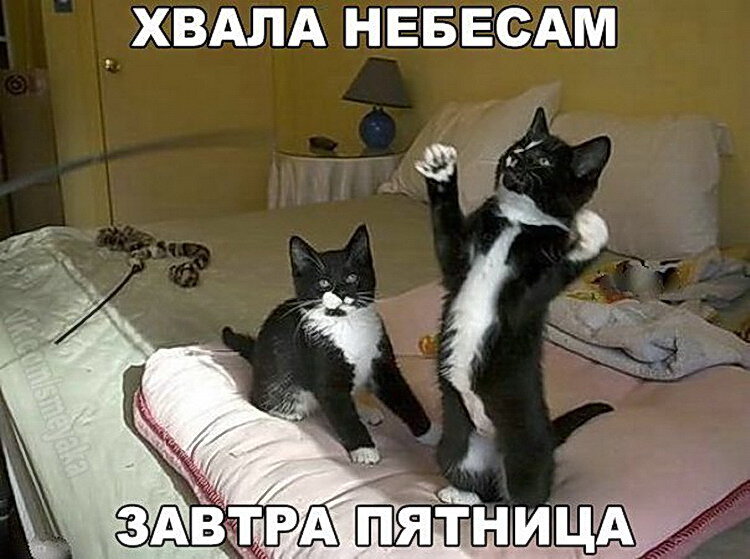 14.jpg.95cc379d0feb8fec91bc30233878a965.jpg