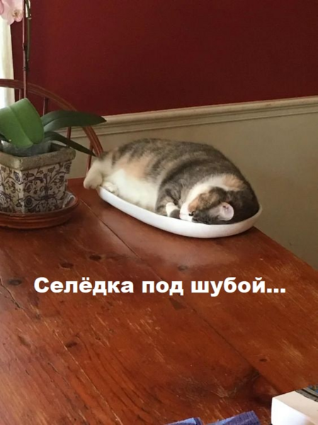 image.thumb.png.c93bda4013b2e7fe3badb75c50027bd7.png