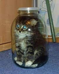 image.jpeg.6b0c89314e98377c922ded60c8a6701f.jpeg