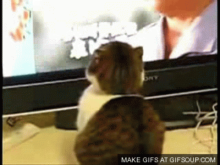 SL2T.gif.712718c01a0f0c9e596168b8ee2832f7.gif