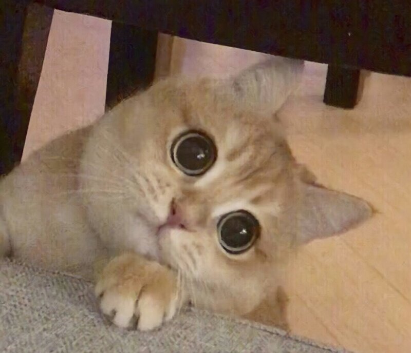 кошка.jpg