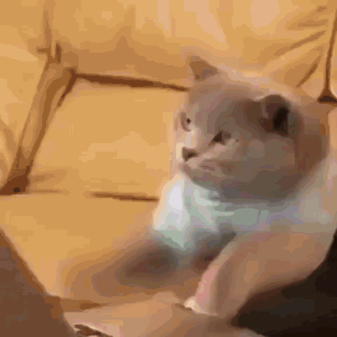 cats-keyboard.gif.2fb99bbd12b101df039a615eb9d088cf.gif