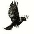 _Blackbird