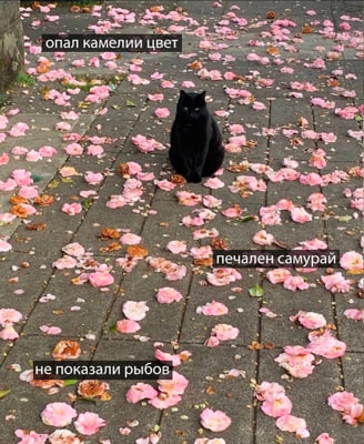 image.png.d6a70788bae23049c61615c51ecdbf69.png