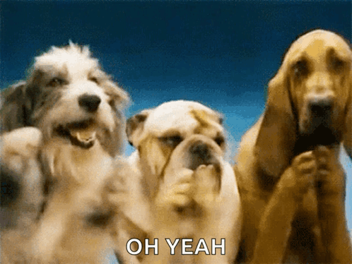 dogs-dog.gif.fb0e5af59250afc185af6d75092a7780.gif