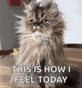 goodmorning-funnyanimals.gif.6ba7e44250439c80883b2497f8b22e38.gif