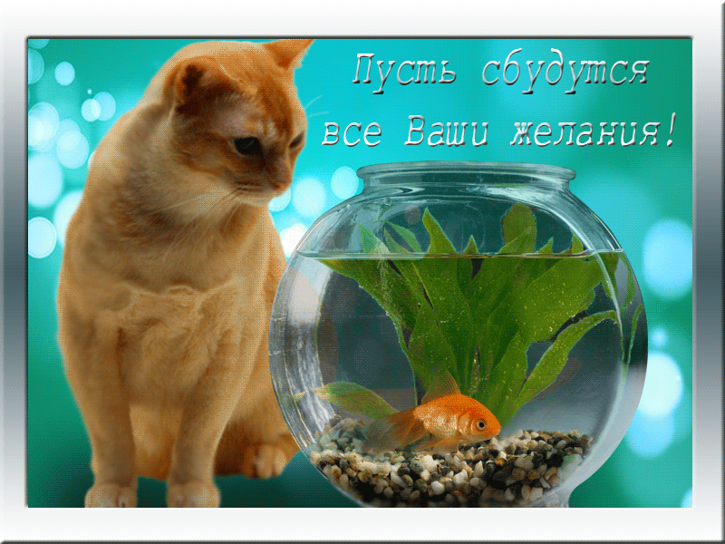 pic.gif.f3b8cdfa0fc38eca1ccded130d425e1d.gif