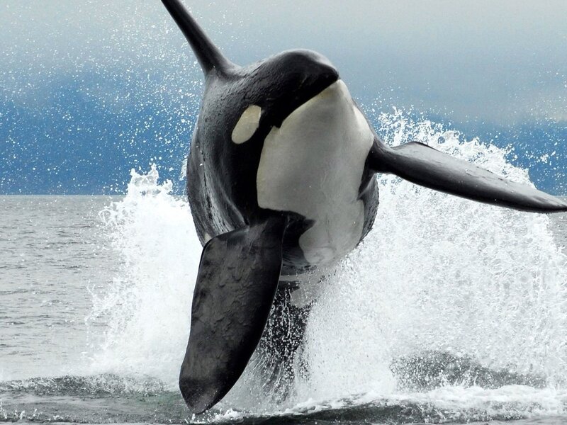 1663524515_36-pofoto-club-p-delfin-kasatka-46.jpg