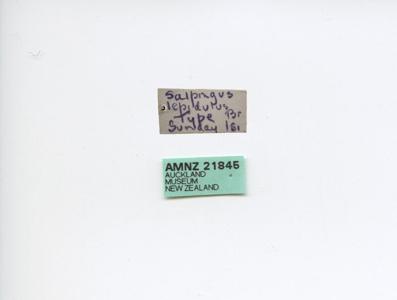 1197303966_Salpingus_lepidulus_Broun_1910_(AM_AMNZ21845-3).thumb.jpg.168bd7c73d478e7b5d0c1f538a3b06fc.jpg